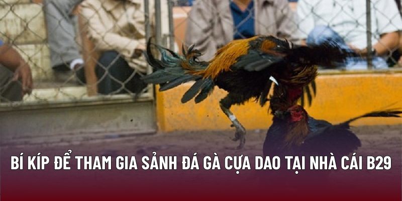 Bí kíp để tham gia sảnh đá gà cựa dao tại nhà cái B29