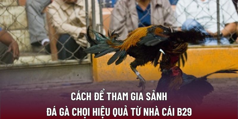 Cách để tham gia sảnh đá gà chọi hiệu quả từ nhà cái B29