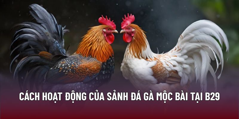 Cách hoạt động của sảnh đá gà mộc bài tại B29