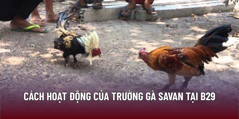 Cách hoạt động của trường gà Savan tại B29