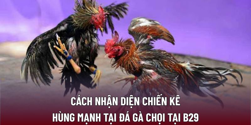 Cách nhận diện chiến kê hùng mạnh tại đá gà chọi tại B29