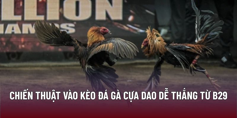 Chiến thuật vào kèo đá gà cựa dao dễ thắng từ B29