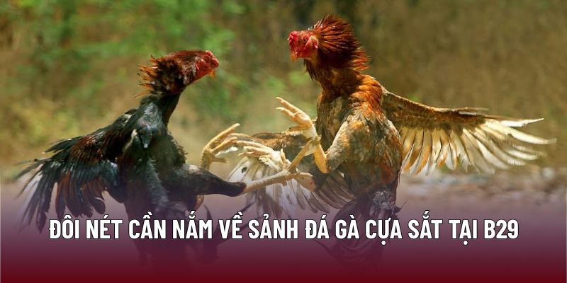Đôi nét cần nắm về sảnh đá gà cựa sắt tại B29