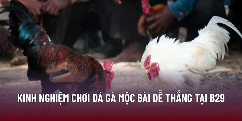 Kinh nghiệm chơi đá gà mộc bài dễ thắng tại B29