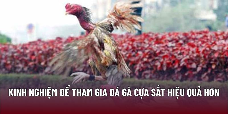 Kinh nghiệm để tham gia đá gà cựa sắt hiệu quả hơn