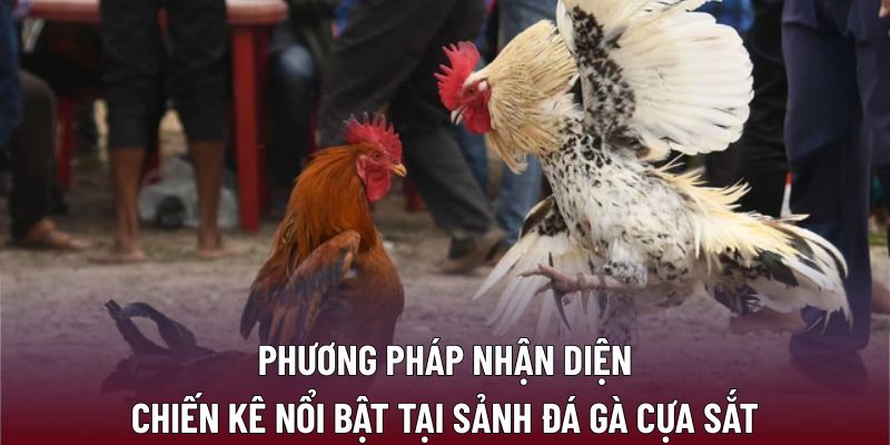 Phương pháp nhận diện chiến kê nổi bật tại sảnh đá gà cựa sắt