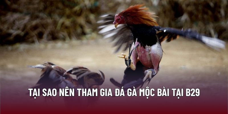 Tại sao nên tham gia đá gà mộc bài tại B29