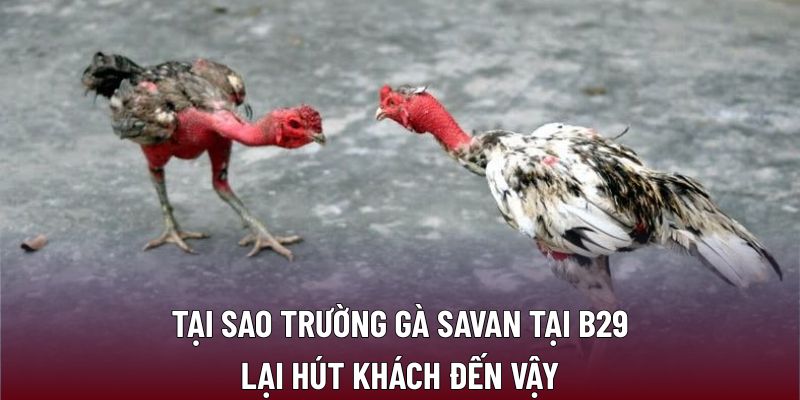 Tại sao trường gà Savan tại B29 lại hút khách đến vậy
