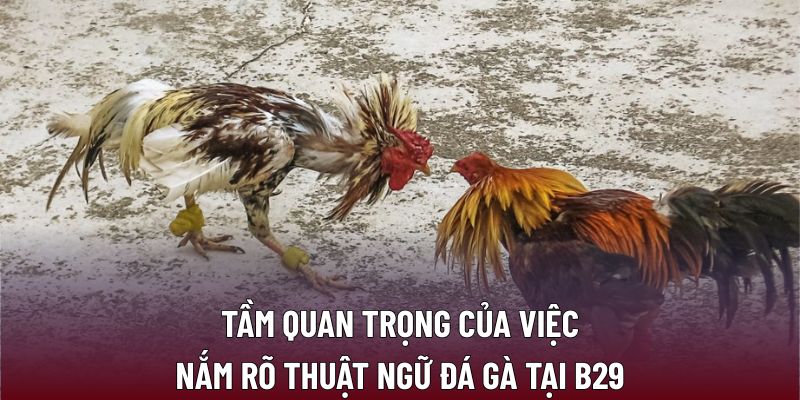 Tầm quan trọng của việc nắm rõ thuật ngữ đá gà tại B29