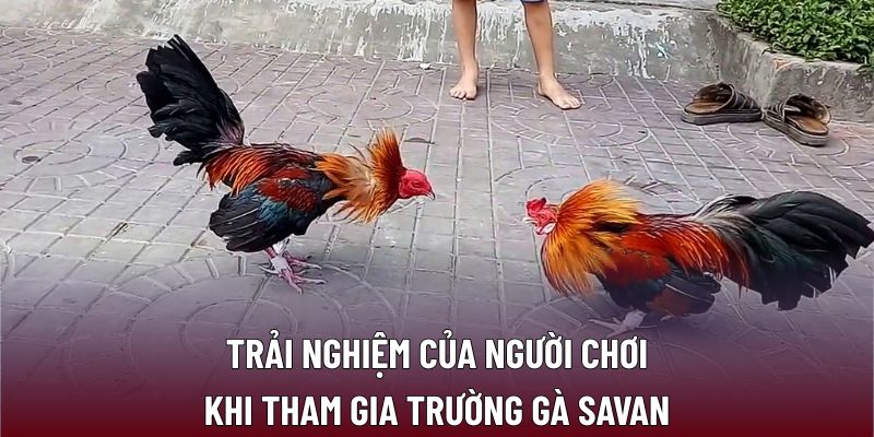 Trải nghiệm của người chơi khi tham gia trường gà Savan