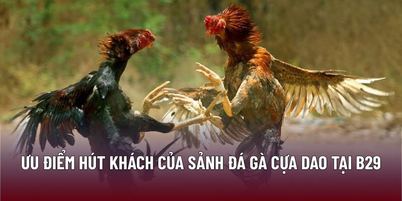 Ưu điểm hút khách của sảnh đá gà cựa dao tại B29