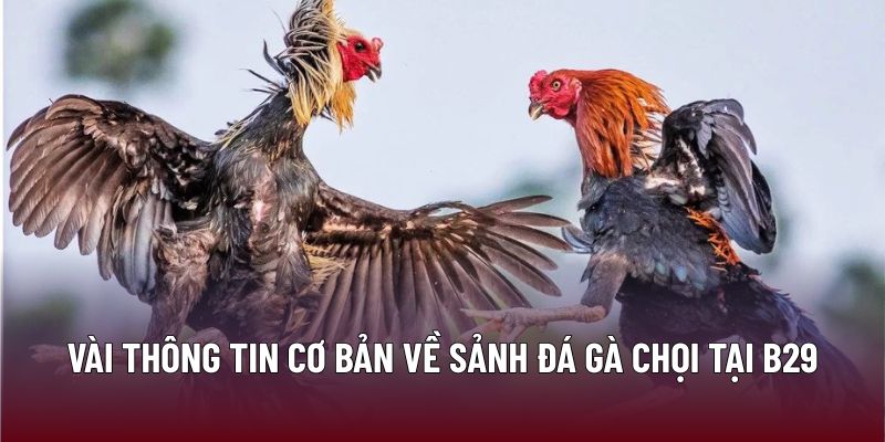 Vài thông tin cơ bản về sảnh đá gà chọi tại B29