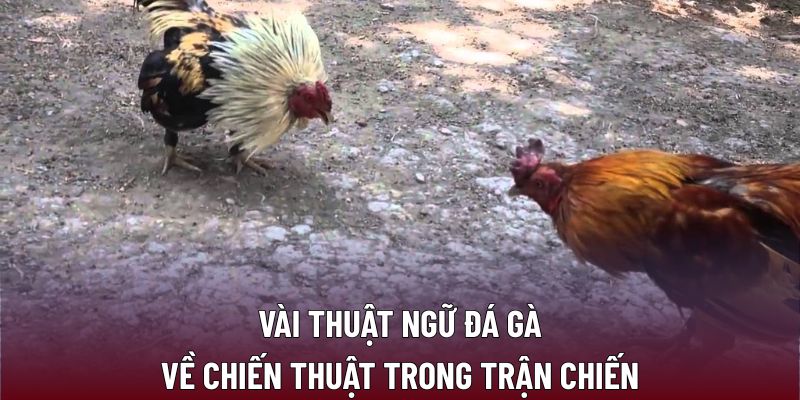 Vài thuật ngữ đá gà về chiến thuật trong trận chiến